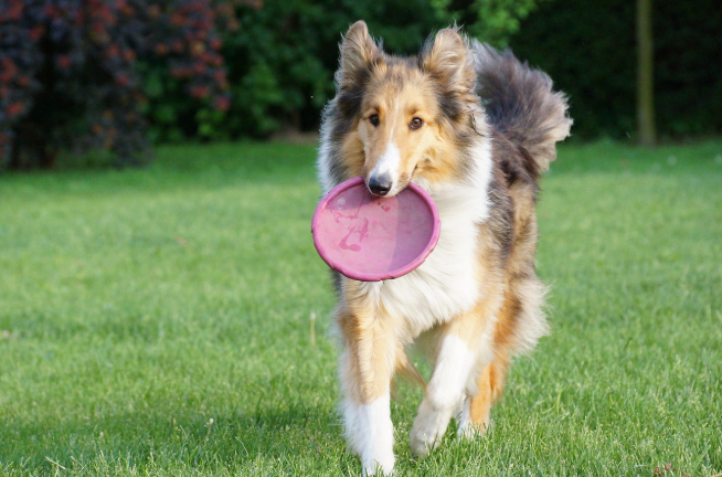 반려견 천재견으로 훈련시키는 장면 중 하나, 강아지가 원반 던지기 훈련을 하고 있는 중으로 원반을 입에 물고 있는 모습의 사진