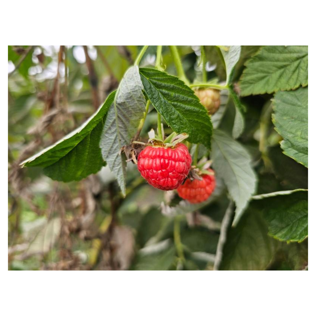 식물성 멜라토닌과 관련된 사진입니다.