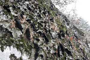 석이버섯 효능07