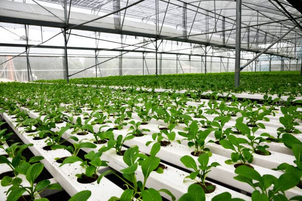 식물 공장에서 사용하는 친환경 비료와 영양분 공급 기술