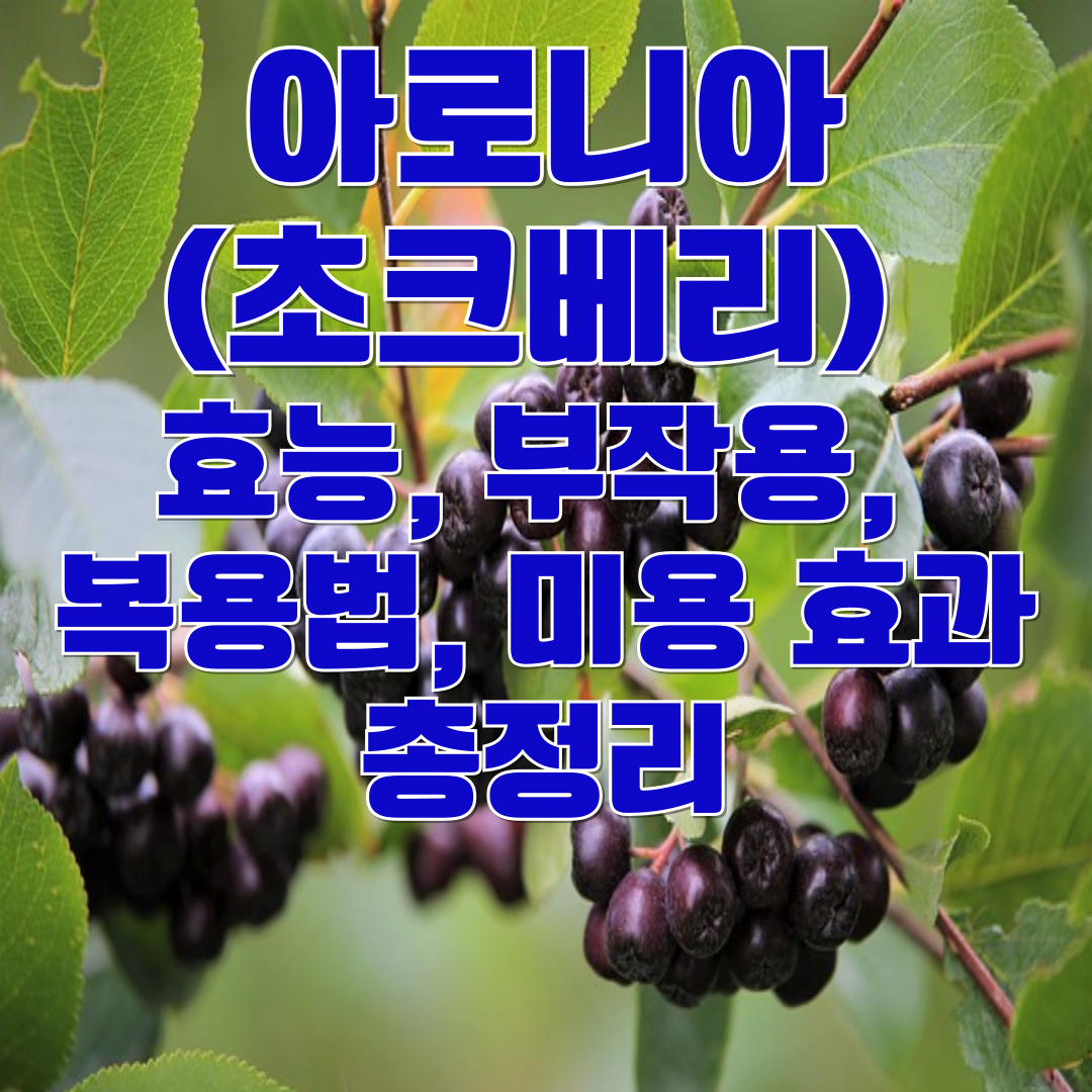 아로니아(초크베리) 효능, 부작용, 복용법, 미용 효과까지 총정리