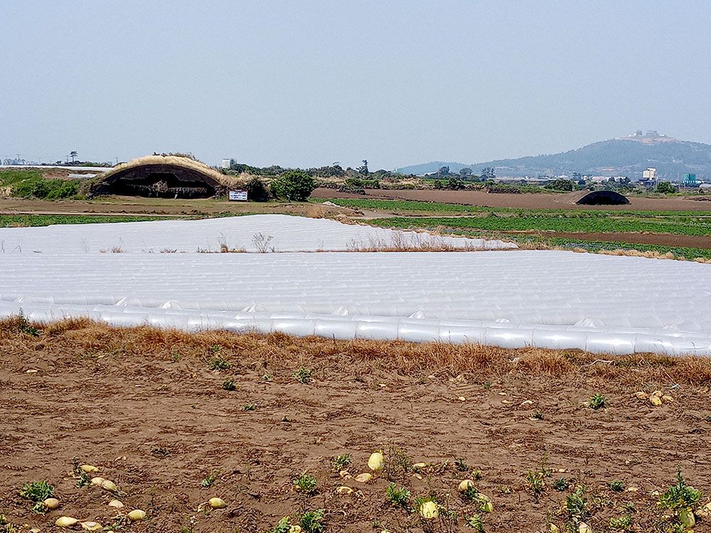 올레길 10코스: 알뜨르 비행장