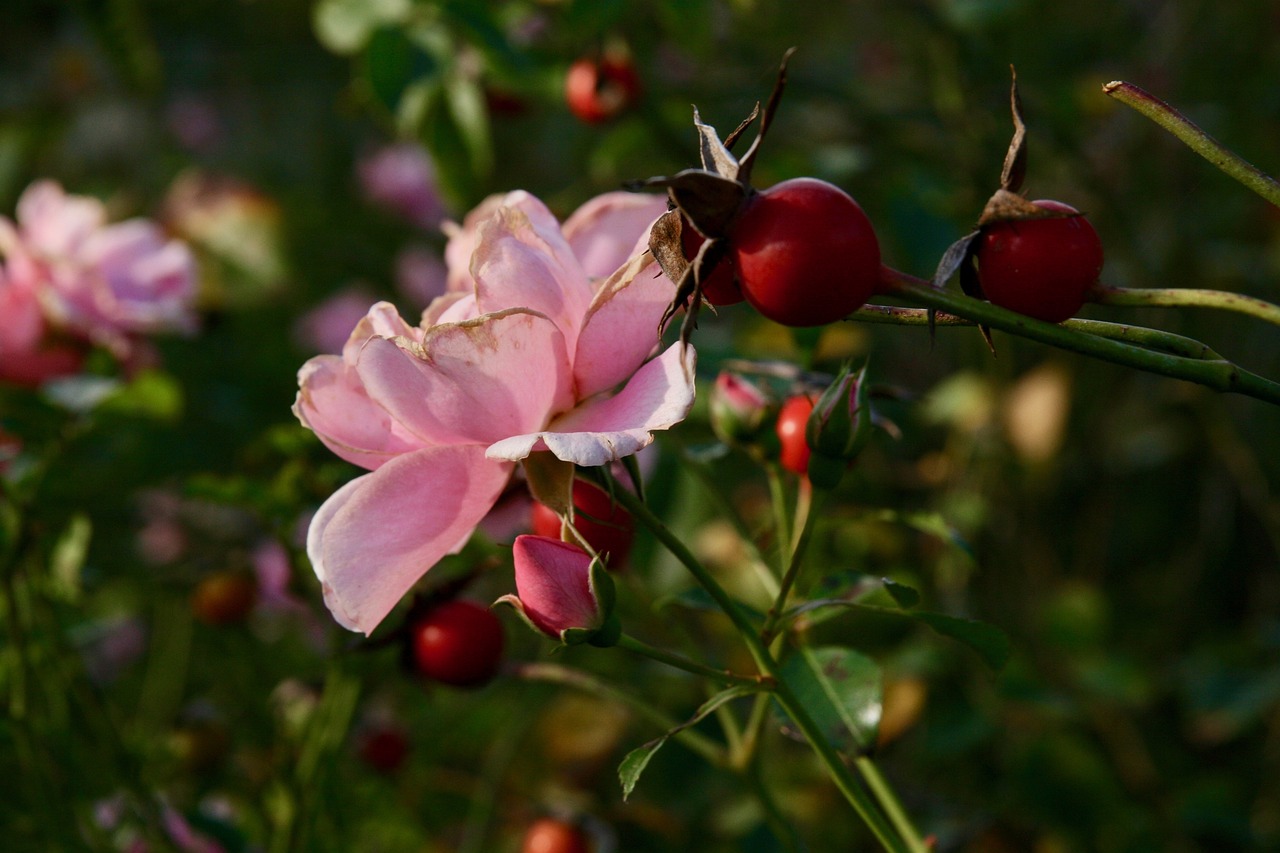 Rosehip