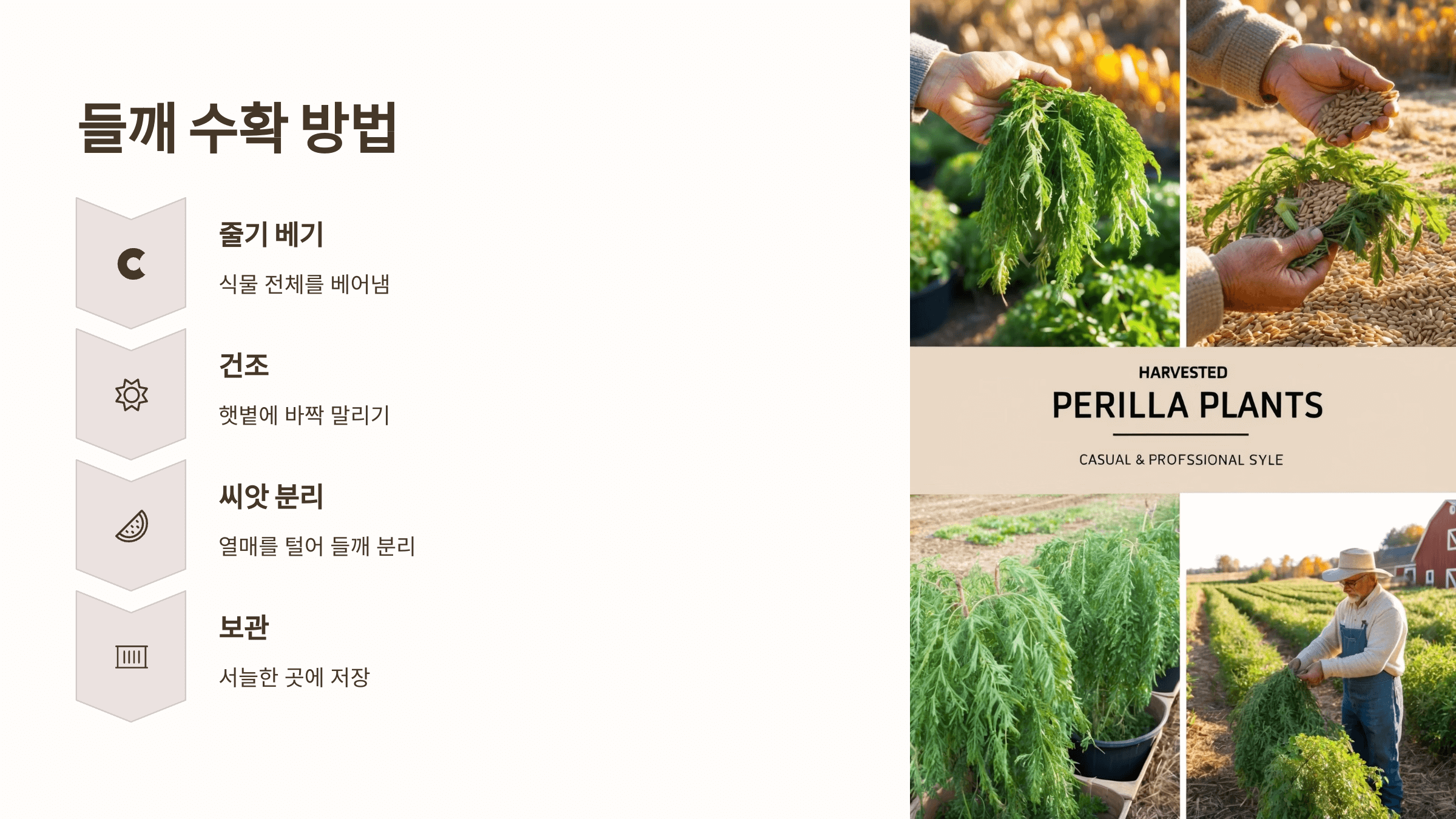 들깨 사진입니다.