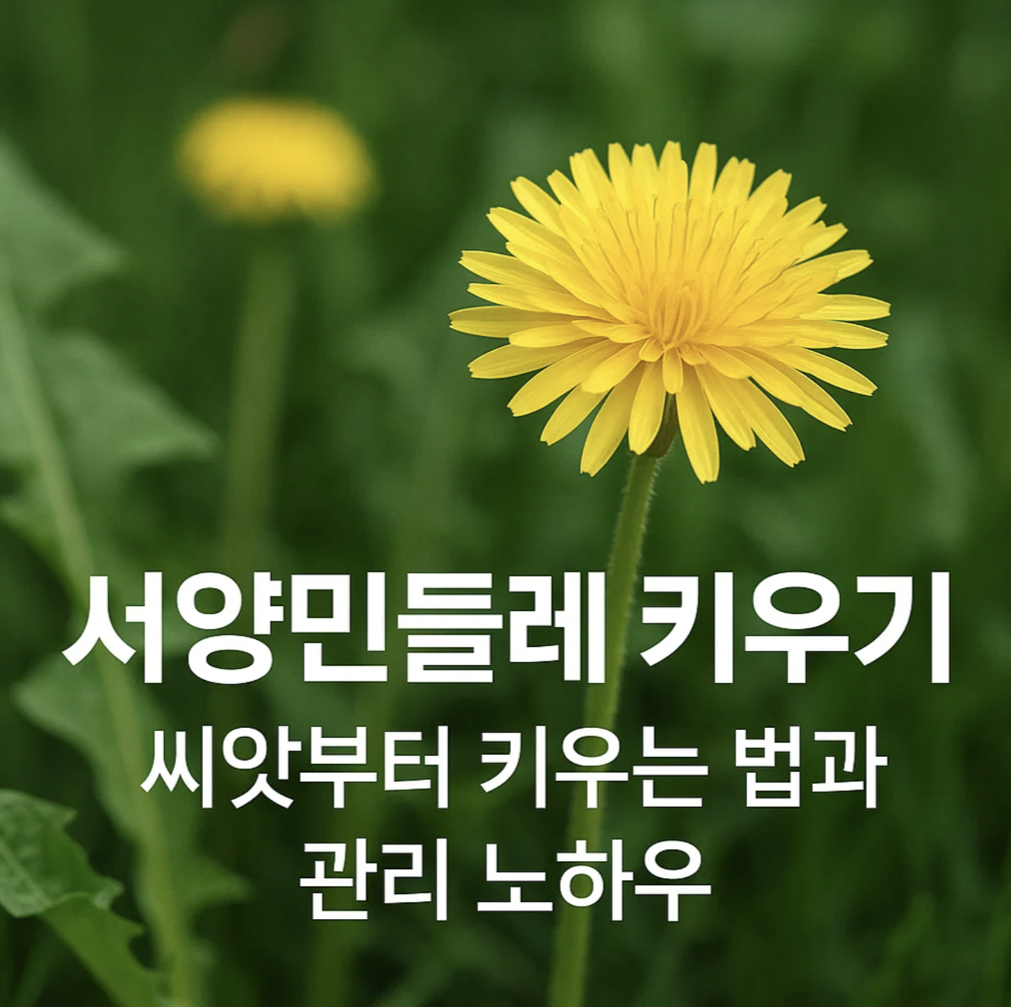 서양민들레 키우기, 씨앗부터 키우는 법과 관리 노하우
