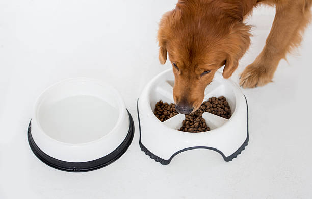 자동 급식기 사용 및 관리 방법