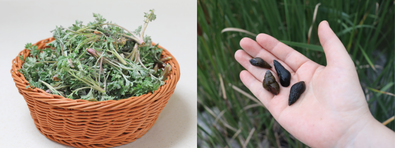 쑥과 다슬기 채취한 모습