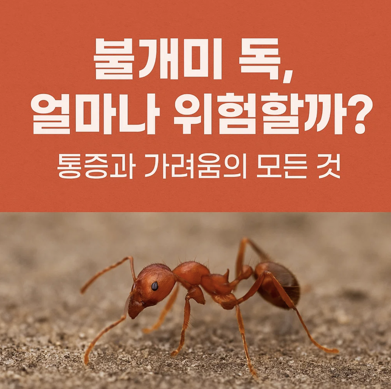 불개미 독, 얼마나 위험할까? 통증과 가려움의 모든 것