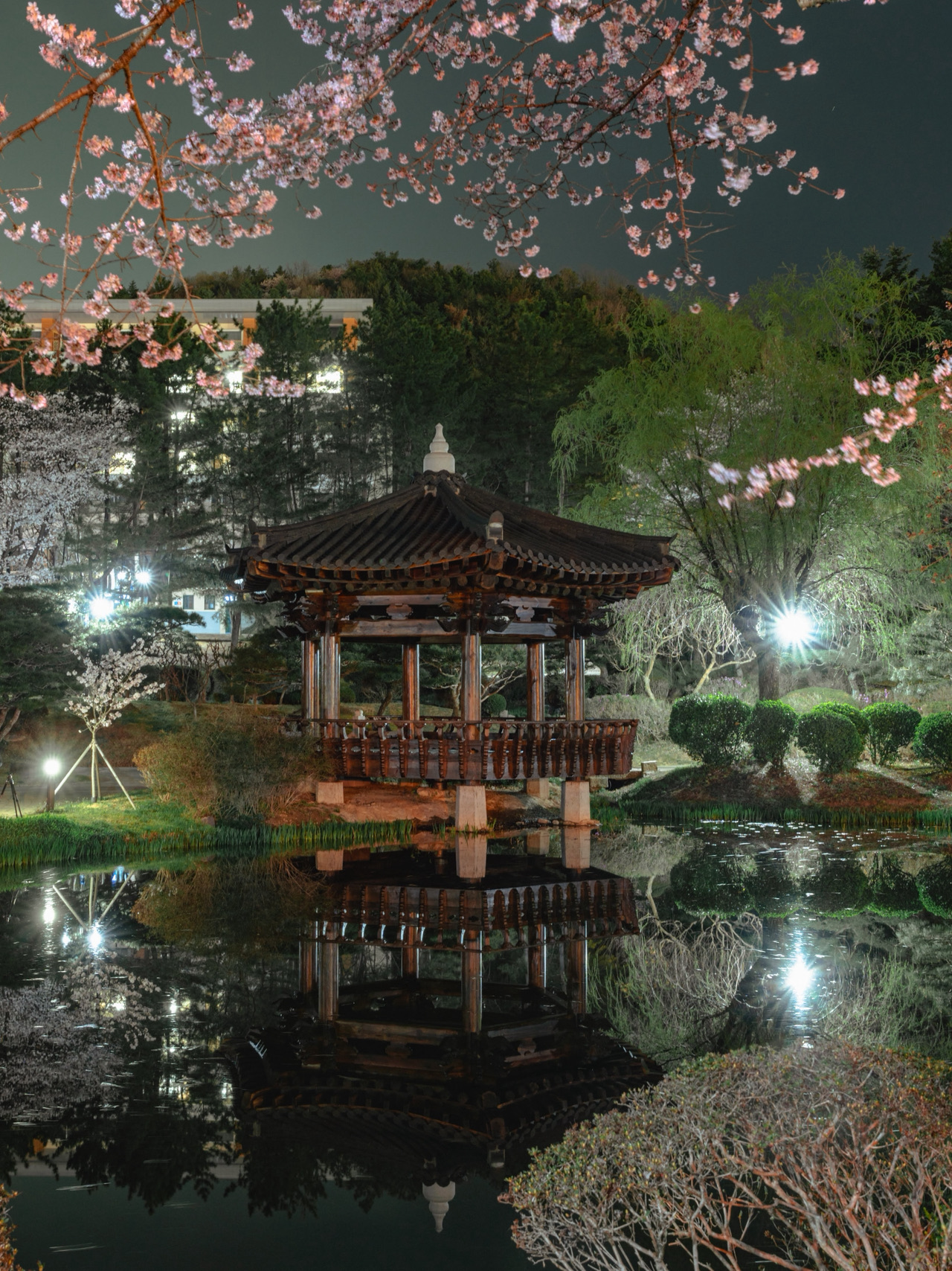 경주 벚꽃 만개 시기 확인하러 가기