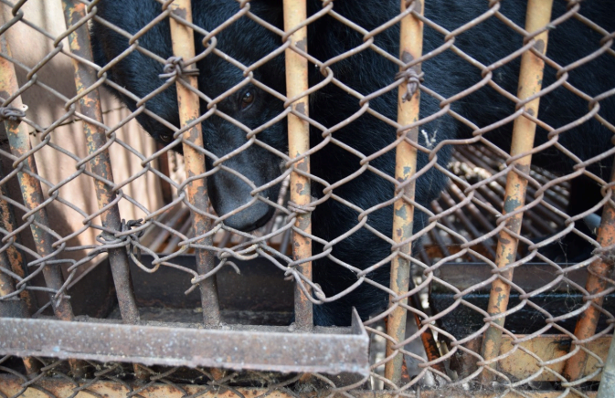 뜬장에 갇힌 곰