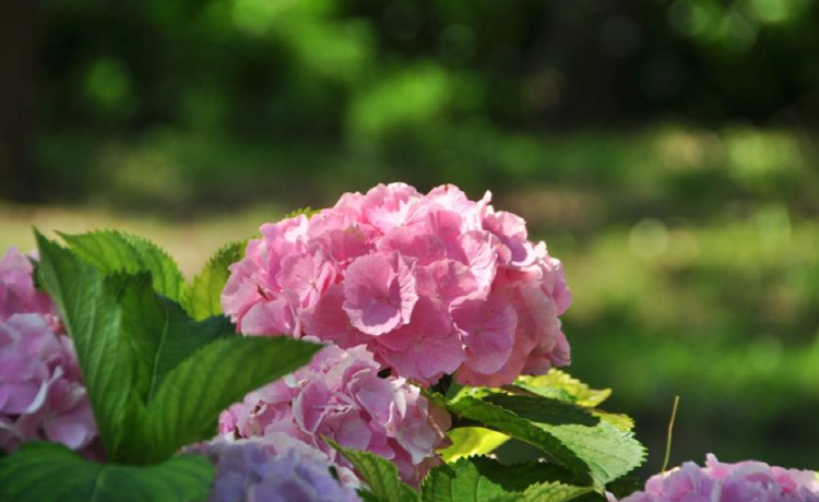 서산 모월힐링숲