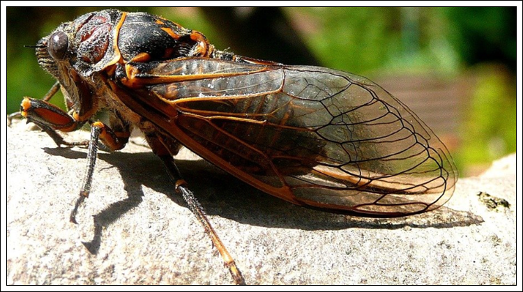 매미가 나오는 꿈 해몽들