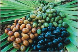 쏘팔메토의 주요 효능