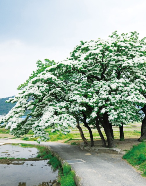 이팝나무꽃 명소