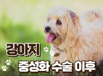 강아지 백내장 수술비용 현실 증상 예방법 보호자 가이드 정리_3