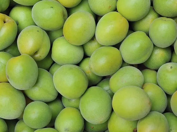 매실 피부 건강에 도움