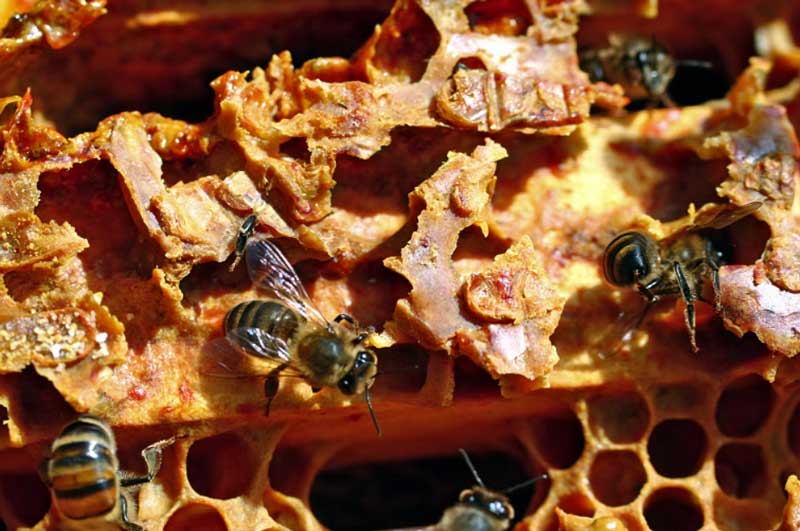 프로폴리스 기원