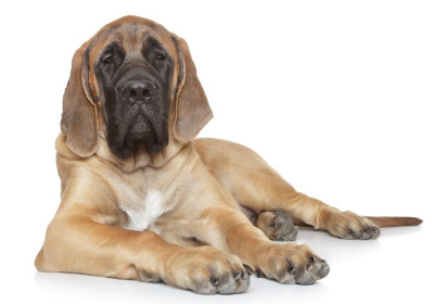 잉글리쉬 마스티프.