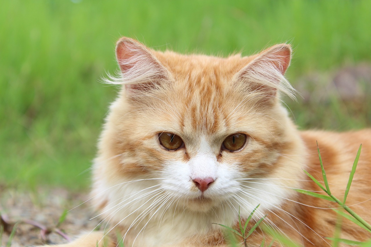 고양이 입양 준비 체크리스트