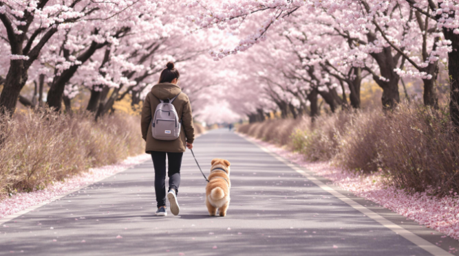반려동물과 함께 갈 수 있는 벚꽃명소