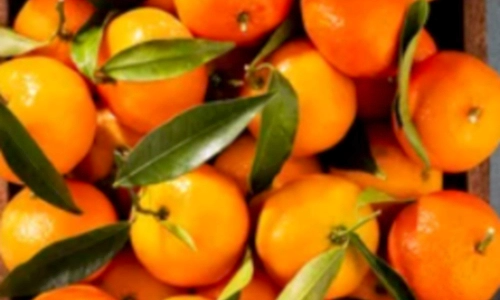 귤 감귤 밀감 차이