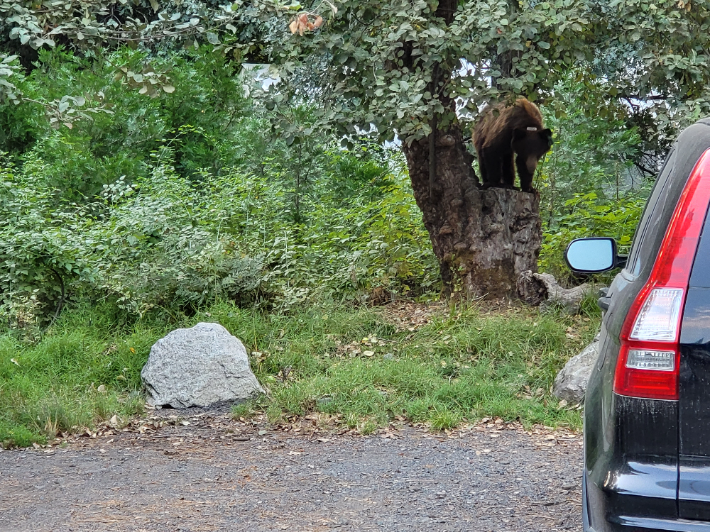 요세미티국립공원의 곰