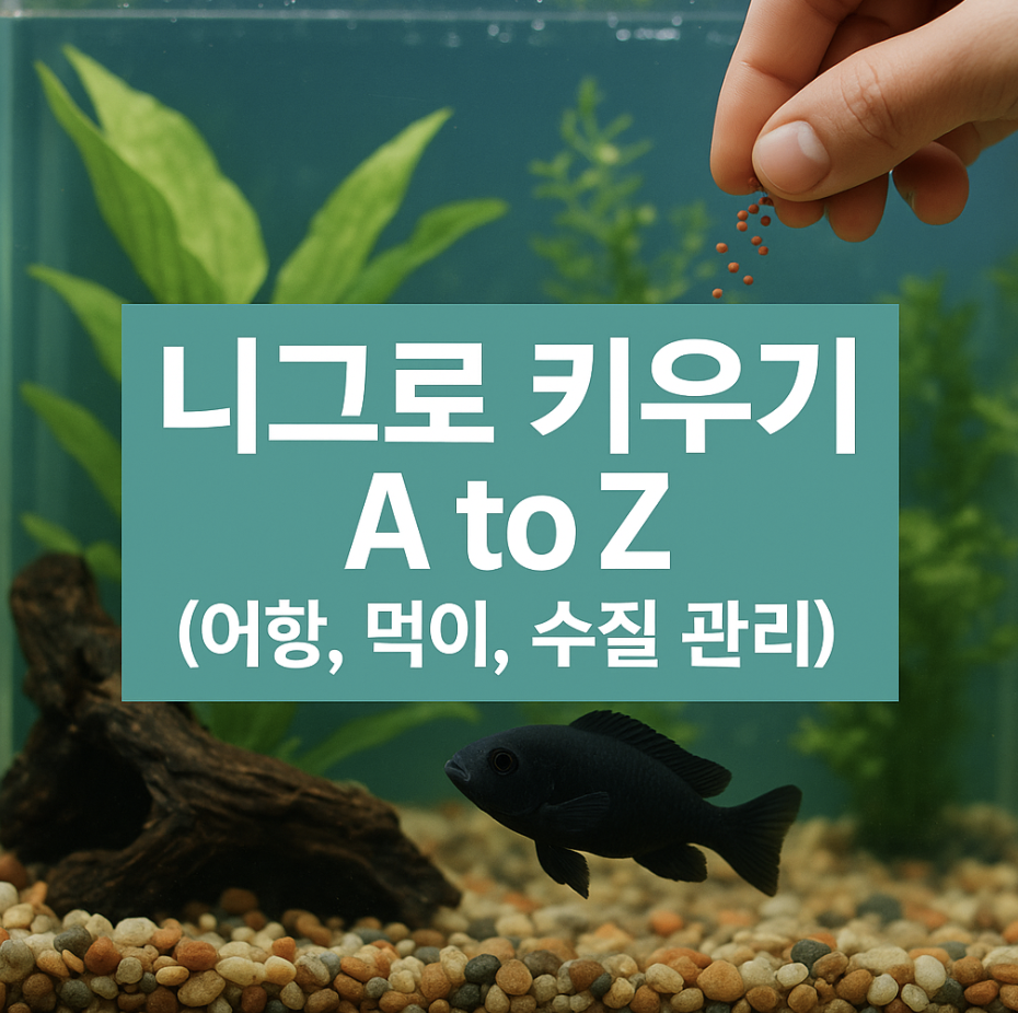 니그로 키우기 A to Z (어항, 먹이, 수질 관리)