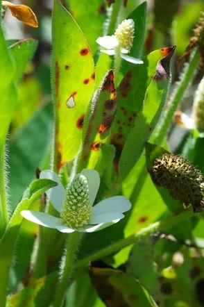 삼백초