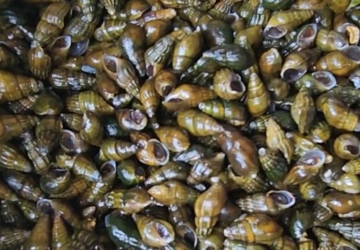 다슬기 효능 및 부작용 - 다슬기즙, 다슬기엑기스, 다슬기기름, 다슬기국 / 다슬기탕, 다슬기 삶는 방법