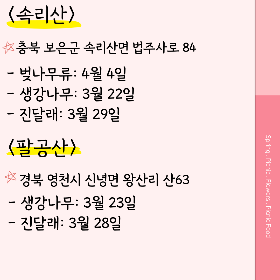 속리산 벚꽃 개화시기 팔공산 벚꽃 개화시기