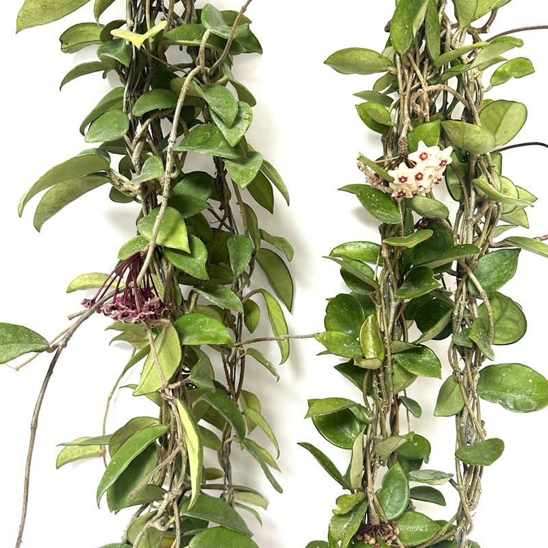 호야 키우기 수경재배 꽃피우기 물주기 꽃말