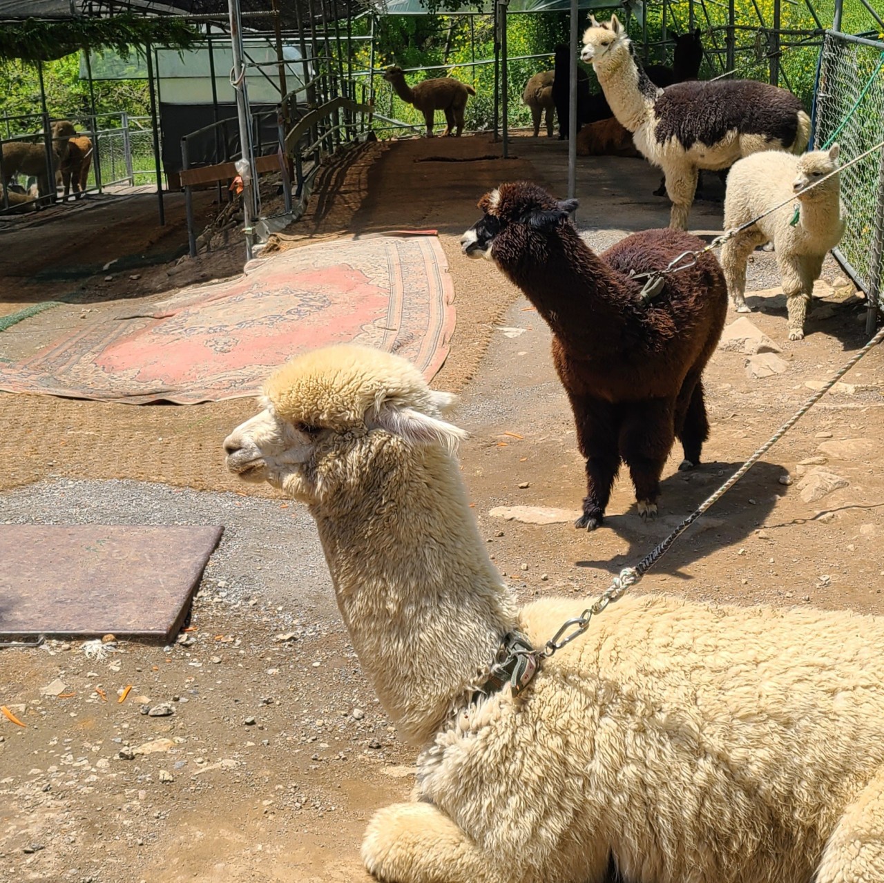 카페 야외에 있는 알파카 모습