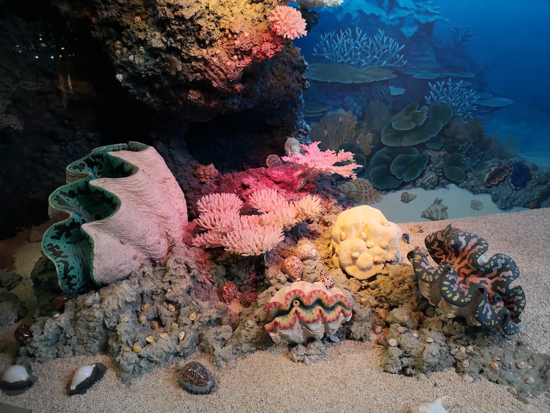 Coral
