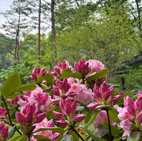 화담숲 모노레일 예매하기