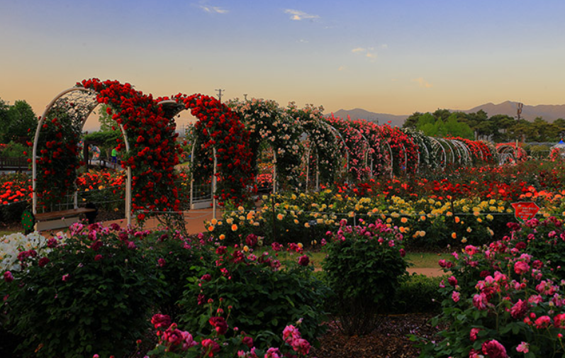 곡성세계장미축제