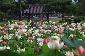 페리개념연못 전경 1