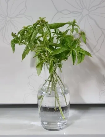 고춧잎 재배 잎 수확용 가지 치기 친환경 시비_3