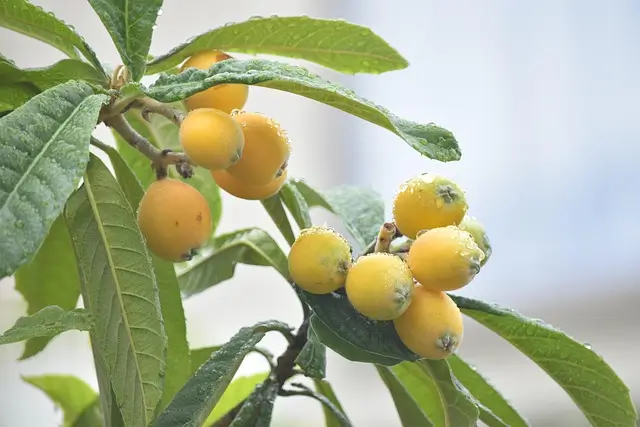 loquat-5244969_640