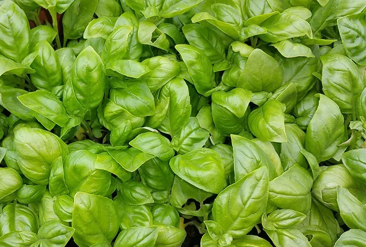 바질 재배 실내 재배 가지 치기 잎 수확_6