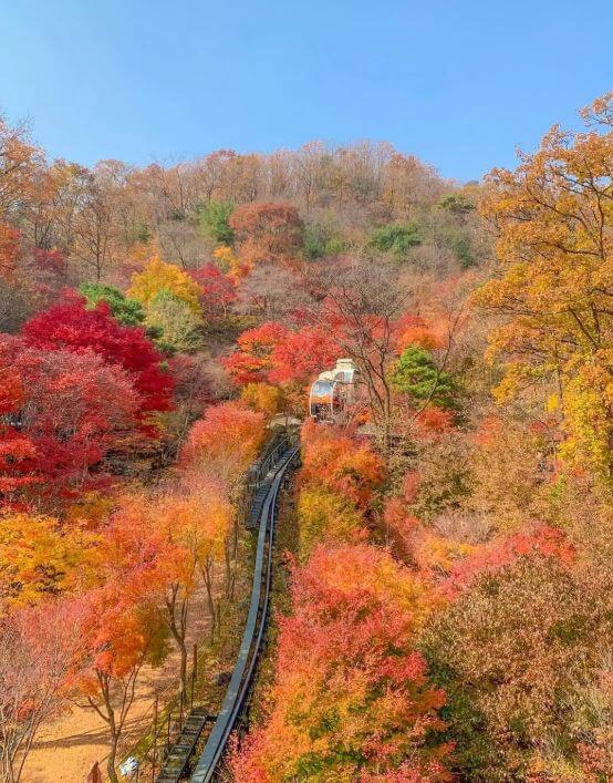 화담숲 가을 모노레일 체험