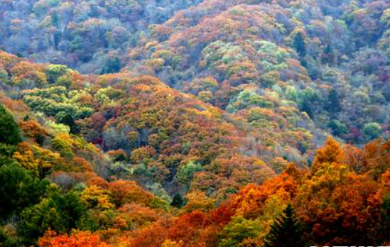 2025 오대산 단풍 절정 시기 공개! 가을 일정 &amp; 인기 등산 코스 TOP 5