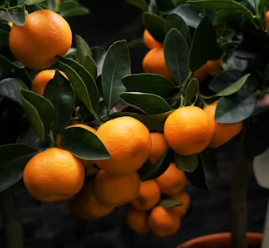 귤 효능 부작용 칼로리 고르는법