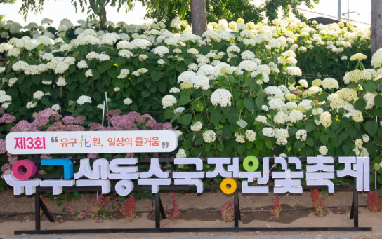 유구색동수국정원 꽃축제