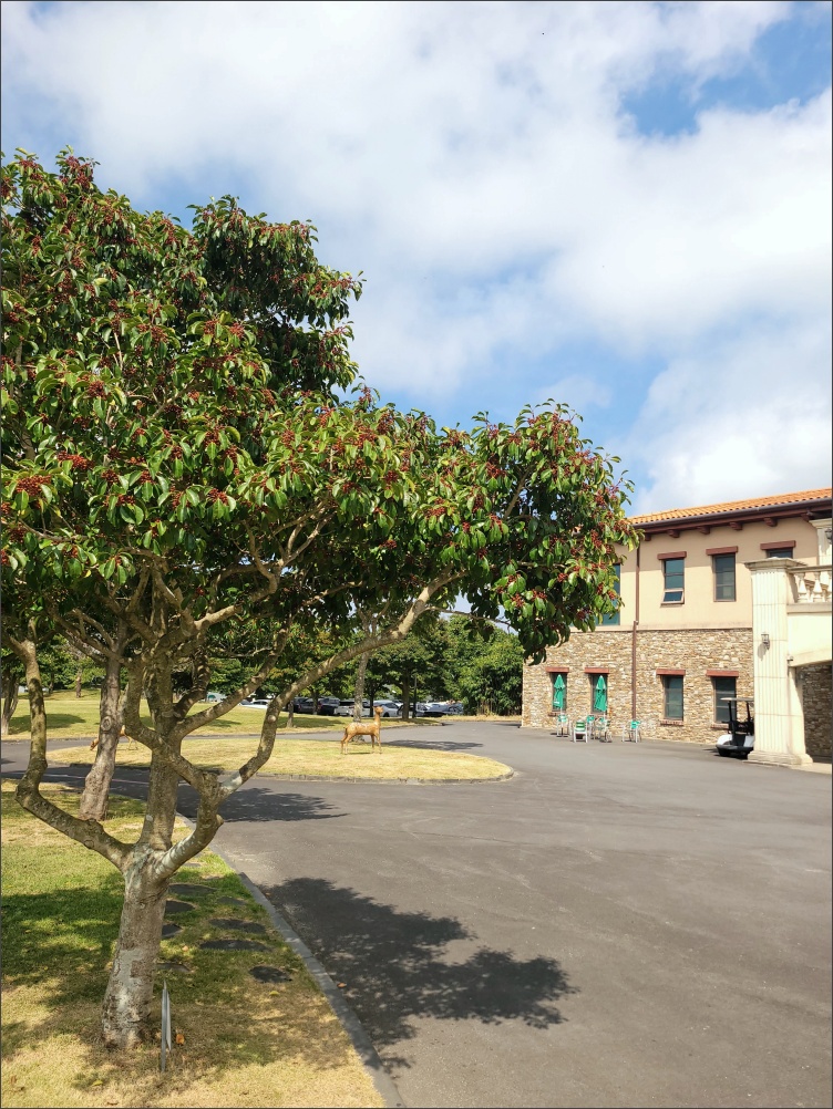 제주아덴힐CC-스타트하우스-나무