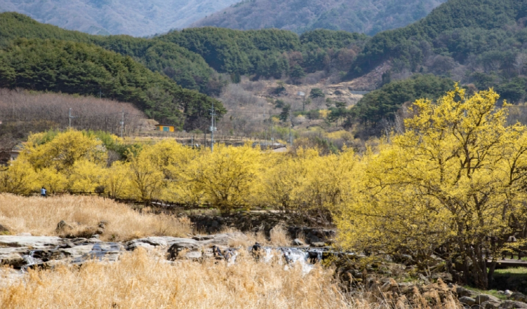 구례 산수유축제