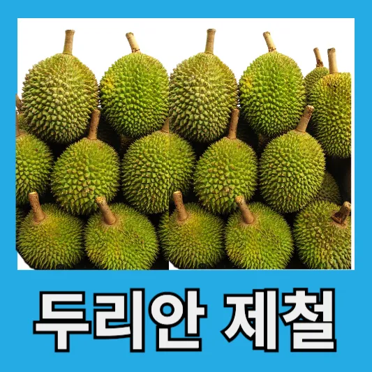 두리안 제철