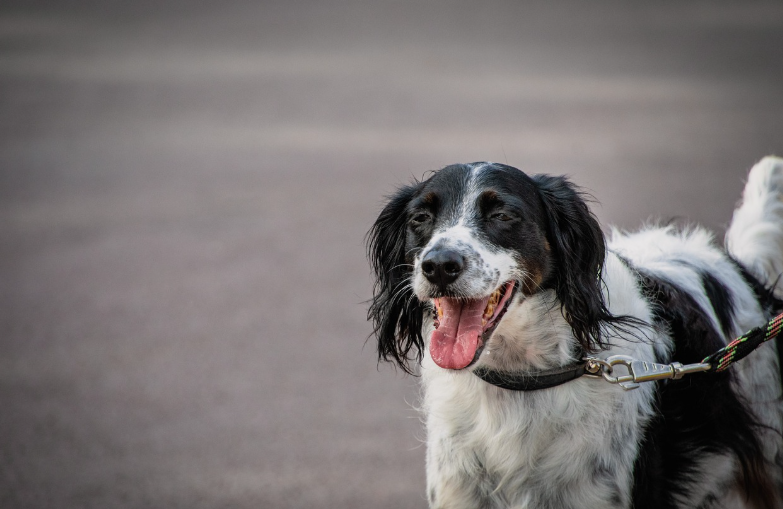 반려견 가정 냄새 차단 팁