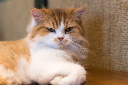 감기에 걸린 고양이.