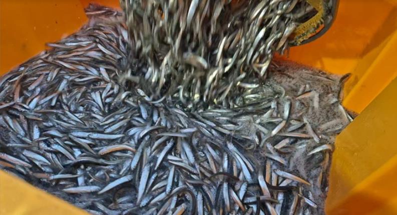 극한직업 멸치액젓의 원료인 멸치를 잡는 모습