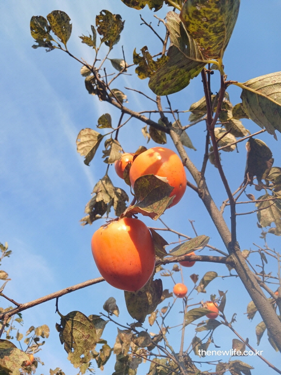 햇살을 머금은 감 열매가 가지 끝에 매달린 근접 실사, 혈관 건강에 좋은 감의 자연스러운 모습